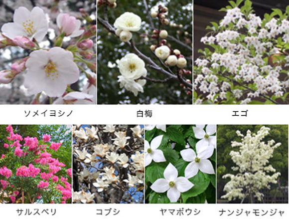 アトラス調布:植栽計画