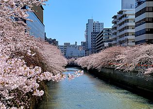 目黒川の流れに穏やかな日常を重ねて