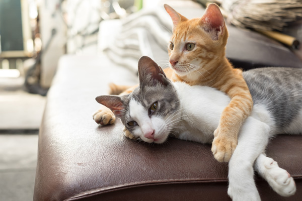 複数の猫と快適に暮らすための部屋づくり にゃんコラム 知りたい ヘーベルメゾンペット共生賃貸ライフ プラスわんプラスにゃん倶楽部