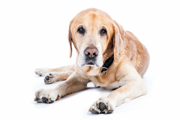 シニア犬のイメージ画像