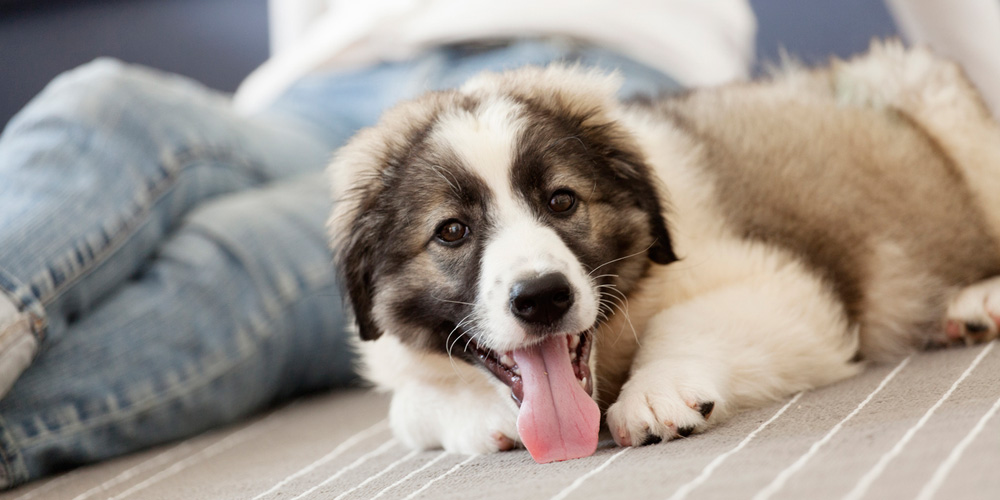 気になる匂いを解消 お家で愛犬とアロマを楽しもう わんコラム 知りたい ヘーベルメゾンペット共生賃貸ライフ プラスわんプラスにゃん倶楽部