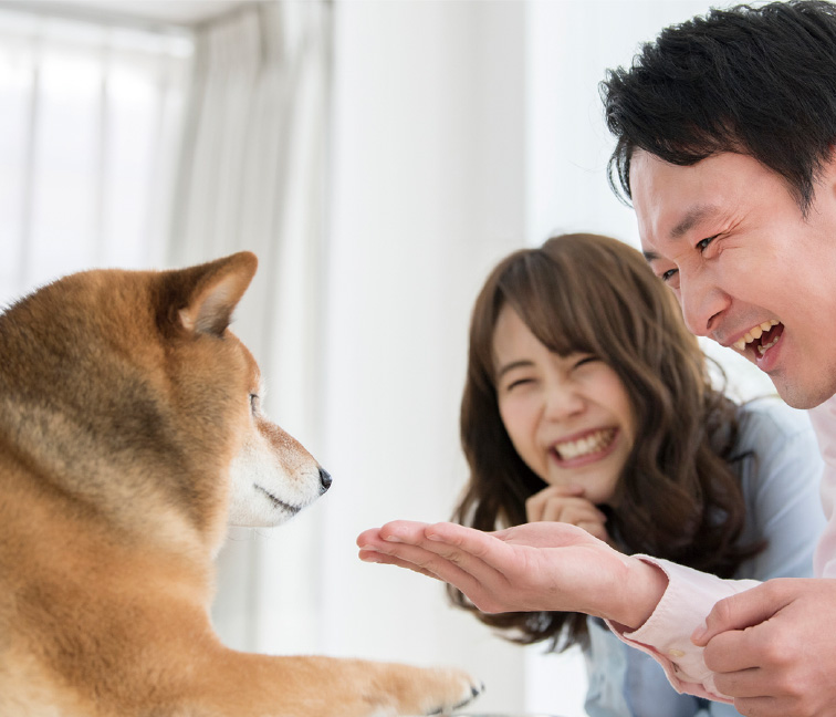 愛犬と神経衰弱トランプゲーム