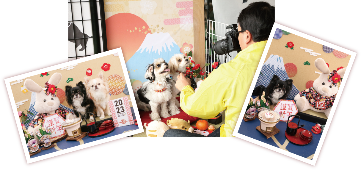 愛犬年賀状撮影会