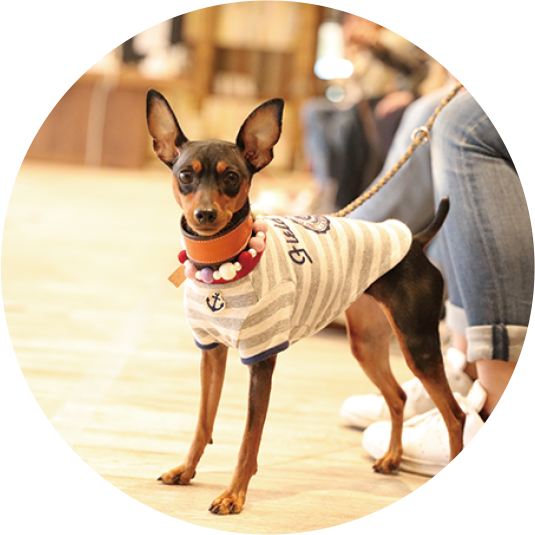 わんわん椅子取りゲーム