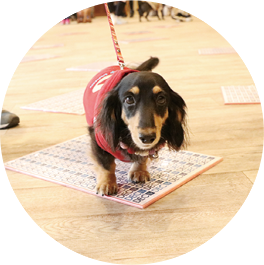 一芸トランプゲーム