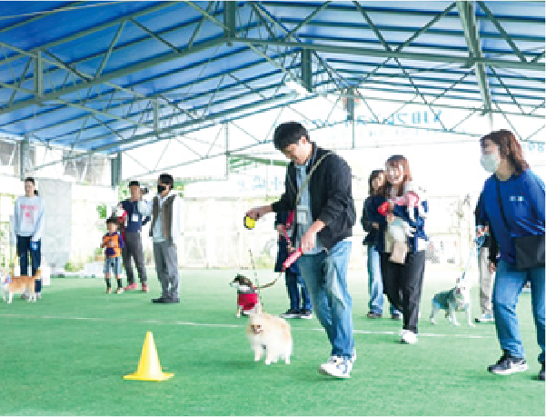 愛犬と玉入れ競争