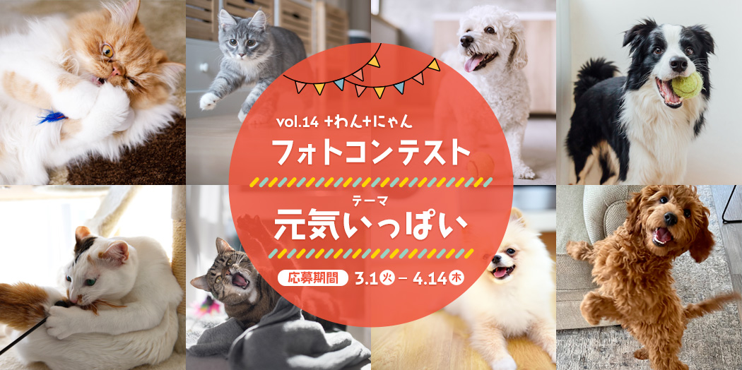 フォトコンテスト