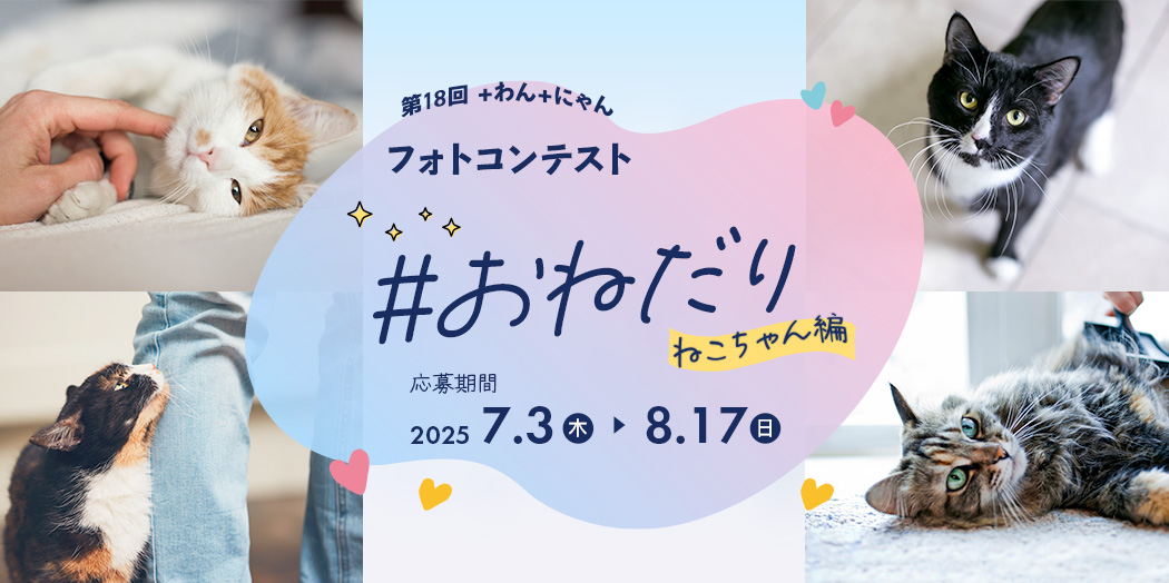 フォトコンテスト