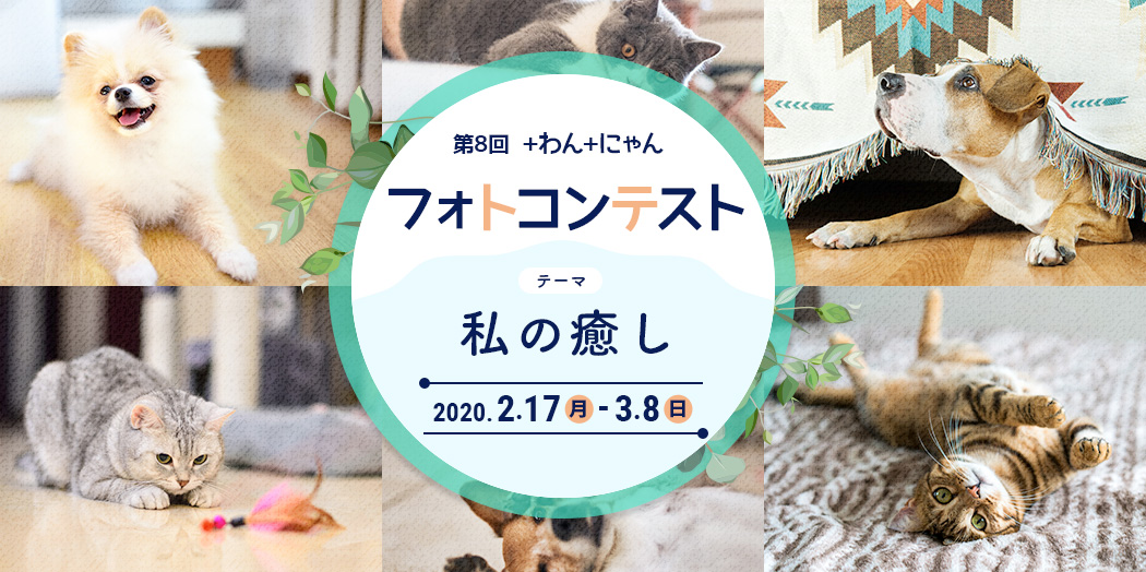 フォトコンテスト