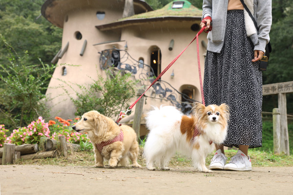 第13回 トーベ ヤンソンあけぼの子どもの森公園 埼玉県飯能市 ペットとお出かけレポート ヘーベルメゾンペット共生賃貸ライフ プラスわんプラスにゃん倶楽部